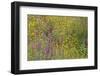 Wildflower Superbloom - Santa Monica Mtns - 041823-Jared Quentin-Framed Photographic Print