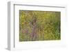 Wildflower Superbloom - Santa Monica Mtns - 041823-Jared Quentin-Framed Photographic Print