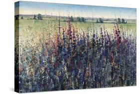 Wildflower Trail-Tim O'toole-Stretched Canvas