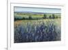 Wildflower Vista-Tim O'toole-Framed Giclee Print