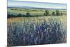 Wildflower Vista-Tim O'toole-Mounted Giclee Print