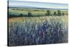 Wildflower Vista-Tim O'toole-Stretched Canvas