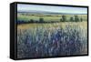 Wildflower Vista-Tim O'toole-Framed Stretched Canvas