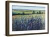 Wildflower Vista-Tim O'toole-Framed Premium Giclee Print