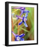 Wildflower, Washington, USA-William Sutton-Framed Photographic Print