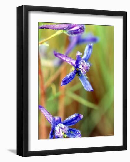 Wildflower, Washington, USA-William Sutton-Framed Photographic Print