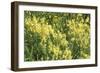 Wildflower Wonder-Mike Toy-Framed Giclee Print