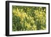 Wildflower Wonder-Mike Toy-Framed Giclee Print