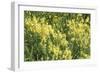 Wildflower Wonder-Mike Toy-Framed Giclee Print