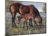 Wildflower-Jack Sorenson-Mounted Art Print