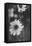 Wildflowers 11-Gordon Semmens-Framed Stretched Canvas