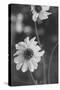 Wildflowers 11-Gordon Semmens-Stretched Canvas