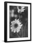 Wildflowers 11-Gordon Semmens-Framed Photographic Print