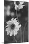 Wildflowers 11-Gordon Semmens-Mounted Photographic Print