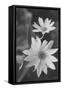 Wildflowers 12-Gordon Semmens-Framed Stretched Canvas