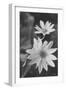 Wildflowers 12-Gordon Semmens-Framed Photographic Print
