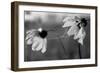Wildflowers 2-Gordon Semmens-Framed Photographic Print