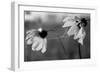 Wildflowers 2-Gordon Semmens-Framed Photographic Print