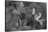 Wildflowers 3-Gordon Semmens-Stretched Canvas