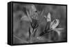 Wildflowers 3-Gordon Semmens-Framed Stretched Canvas