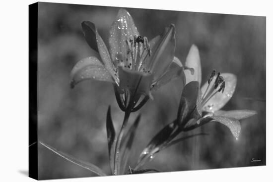 Wildflowers 3-Gordon Semmens-Stretched Canvas