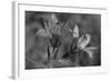 Wildflowers 3-Gordon Semmens-Framed Photographic Print