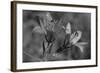 Wildflowers 3-Gordon Semmens-Framed Photographic Print