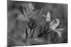 Wildflowers 3-Gordon Semmens-Mounted Photographic Print