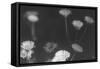 Wildflowers 4-Gordon Semmens-Framed Stretched Canvas