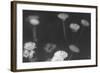 Wildflowers 4-Gordon Semmens-Framed Photographic Print