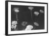 Wildflowers 4-Gordon Semmens-Framed Photographic Print