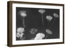 Wildflowers 4-Gordon Semmens-Framed Photographic Print