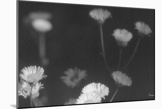 Wildflowers 4-Gordon Semmens-Mounted Photographic Print