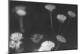 Wildflowers 4-Gordon Semmens-Mounted Photographic Print