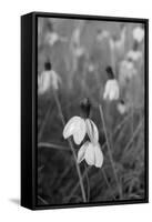 Wildflowers 9-Gordon Semmens-Framed Stretched Canvas