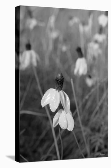 Wildflowers 9-Gordon Semmens-Stretched Canvas