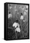 Wildflowers 9-Gordon Semmens-Framed Stretched Canvas