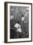Wildflowers 9-Gordon Semmens-Framed Photographic Print