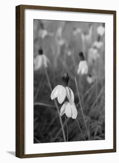 Wildflowers 9-Gordon Semmens-Framed Photographic Print