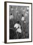 Wildflowers 9-Gordon Semmens-Framed Photographic Print