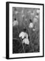 Wildflowers 9-Gordon Semmens-Framed Photographic Print