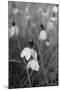Wildflowers 9-Gordon Semmens-Mounted Photographic Print