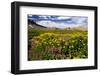 Wildflowers, Alaska Basin, Targhee Nf, Idaho, Teton Mountains-Howie Garber-Framed Photographic Print