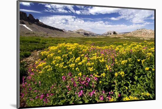 Wildflowers, Alaska Basin, Targhee Nf, Idaho, Teton Mountains-Howie Garber-Mounted Photographic Print