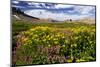 Wildflowers, Alaska Basin, Targhee Nf, Idaho, Teton Mountains-Howie Garber-Mounted Photographic Print