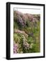 Wildflowers Along a Coastal Bank-Dr. Keith Wheeler-Framed Photographic Print