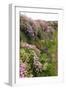 Wildflowers Along a Coastal Bank-Dr. Keith Wheeler-Framed Photographic Print