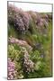 Wildflowers Along a Coastal Bank-Dr. Keith Wheeler-Mounted Photographic Print