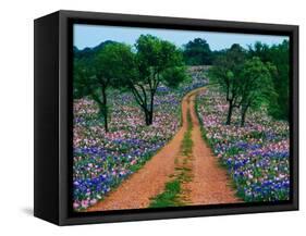 Wildflowers Along a Dirt Road-Cindy Kassab-Framed Stretched Canvas