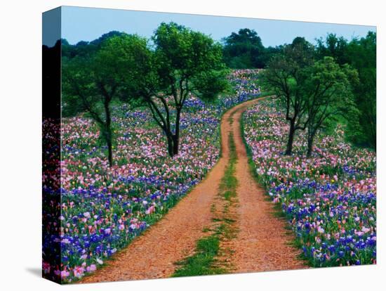 Wildflowers Along a Dirt Road-Cindy Kassab-Stretched Canvas